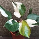 White Knight Variegated Philodendron Starter Plant
