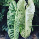 Paraiso Verde Philodendron Starter Plant