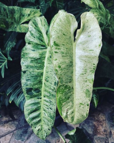 Paraiso Verde Philodendron Starter Plant