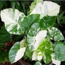 Macrorrhizos Variegat Philodendron Starter Plant