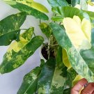 Burle Marx Albo Philodendron Starter Plant