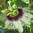 Passion Fruit~Live Starter Plant Starter Plant