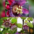 Granadilla Passion Fruit Vine~Live Starter Plant Starter Plant