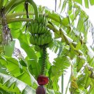 African Giant Banana Tree-musa kandarian~Live Starter Plant