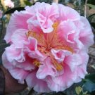 Tomorrows Dawn Bessoe Unique Bloom~Live Starter Plant