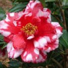 Vulcan Variegared Bessoe Unique Bloom~Live Starter Plant