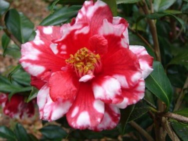 Vulcan Variegared Bessoe Unique Bloom~Live Starter Plant