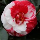 Adolphe Audusson Unique Bloom Live Starter Plant