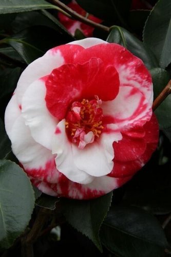 Adolphe Audusson Unique Bloom Live Starter Plant