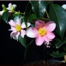 YUME Bloom Unique Bloom Live Starter Plant