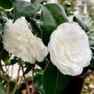 WHITE BY THE GATE Bloom Unique Bloom Live Starter Plant