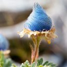 Blue Prairie Smoke Flowers 25 seeds per pack