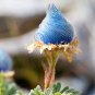 Blue Prairie Smoke Flowers 25 seeds per pack