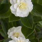 BUTTERMINT Bloom Unique Bloom Live Starter Plant
