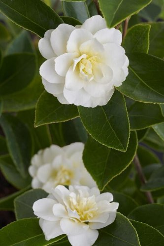 BUTTERMINT Bloom Unique Bloom Live Starter Plant