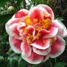 TAMA NO URA Bloom Unique Bloom Live Starter Plant