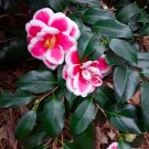 TAMA ELECTRA Bloom Unique Bloom Live Starter Plant