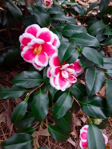 TAMA ELECTRA Bloom Unique Bloom Live Starter Plant