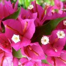 PINK PIXIE Bougainvillea Live Starter Plant