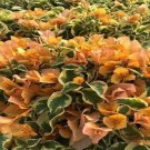 DELTA DAWN Bougainvillea Live Starter Plant