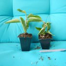 RIJNSTAR WHITE Bougainvillea Live Starter Plant