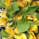 CALIFORNIA GOLD Bougainvillea Live Starter Plant