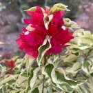 DRAGON FLAME Bougainvillea Live Starter Plant