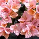 HUGH EVANS Bougainvillea Live Starter Plant