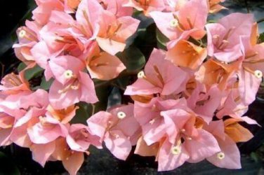 HUGH EVANS Bougainvillea Live Starter Plant