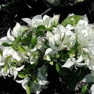 MS. ALICE Bougainvillea Live Starter Plant