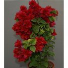 DOUBLE RED Bougainvillea Live Starter Plant
