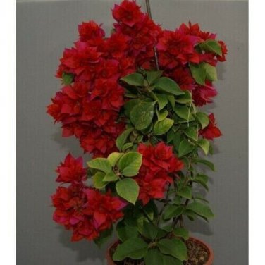 DOUBLE RED Bougainvillea Live Starter Plant