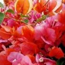ROSENK Bougainvillea Live Starter Plant