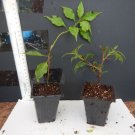 FIRE OPAL Bougainvillea Live Starter Plant