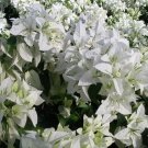 MAUNA KEA Bougainvillea Live Starter Plant
