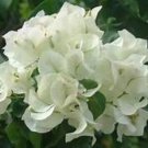KEYWEST WHITE Bougainvillea Live Starter Plant