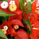 FLAME Bougainvillea Live Starter Plant