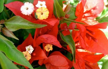 FLAME Bougainvillea Live Starter Plant