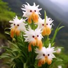 limited offer 50 seeds Amazing plants! Cat's eye dazzle