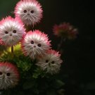 limited offer 50 seeds Red Cat face flower Seeds
