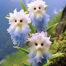 limited offer 50 seeds !Cat's eye dazzle×Blue
