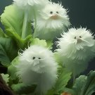 limited offer 50 seeds Cat's eye dazzle-duck white