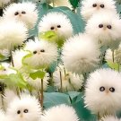 limited offer 50 seeds White cat's eye ball flower