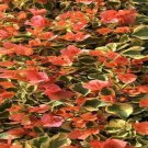 BARBARA KARST Bougainvillea Live Starter Plant