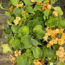 TOPAZ GOLD Bougainvillea Live Starter Plant