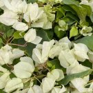 SUNSTONE WHITE Bougainvillea Live Starter Plant