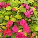 SUNSTONE RED Bougainvillea Live Starter Plant