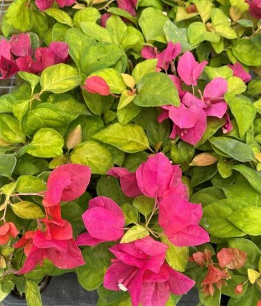 SUNSTONE RED Bougainvillea Live Starter Plant