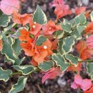 BAMBINO ORANGE Bougainvillea Live Starter Plant