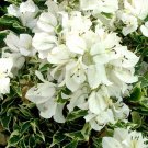 WHITE STRIPE Bougainvillea Live Starter Plant
